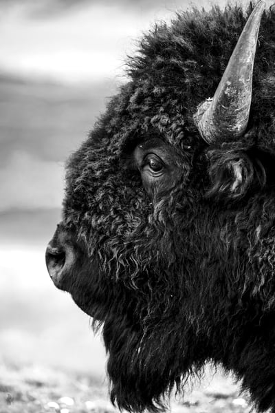 Yellowstone Bison Shot Print