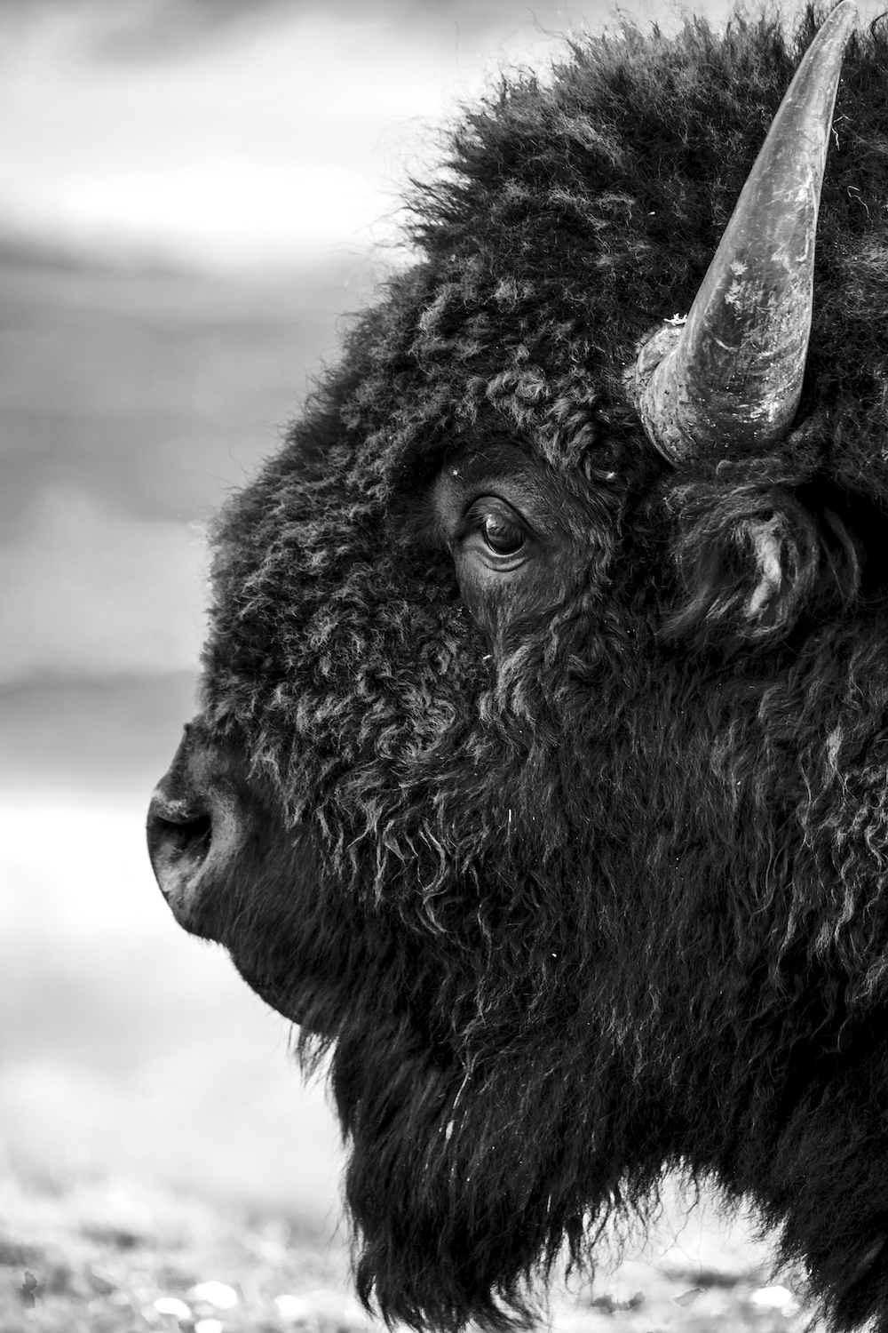 Yellowstone Bison Shot Print
